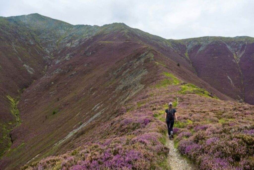 A woman walks away from the camera towards the summit of a mountain covered in heather.